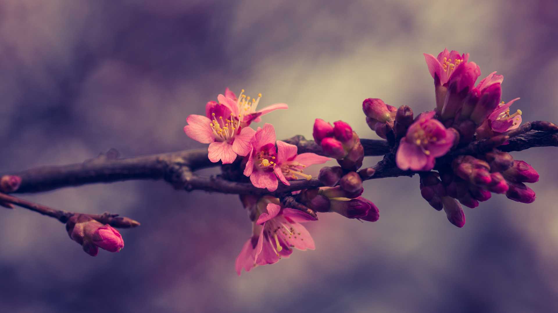 the first blooming of the year